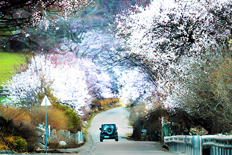 3月金川梨花.林芝桃花风光摄影12日（走318国道入西藏）Admire the beauty of flowers in March[Pear flowers in Jinchuan·Take the bus along 318 National Rd·PeachBlossom in Nyingchi Classic route 12 days]